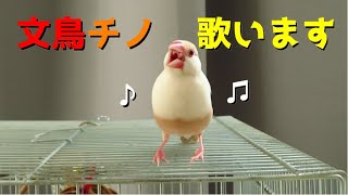 長時間鳴き続ける文鳥チノ Java Sparrow Singing