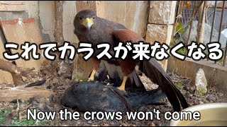 Now the crows won't come! Harris Hawk eats crow! crow extermination