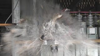 Coconut explodes on Cap Bank