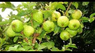 زراعة شجرة الجوافة على الأصيص How to grow Guava in containers