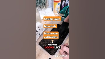 Creating the Perfect Casing Layer for monotub