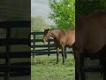 Episode 11: From loving horses at 10 years old to making a career out of it.