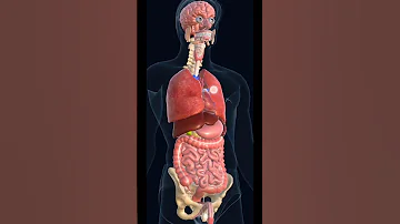 See Organs Inside Human Body 