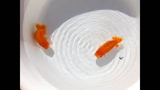 DSCF3241