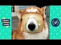 Best ANIMALS FAILS Compilation 2018 - Funny Animal Videos | Funny Vines