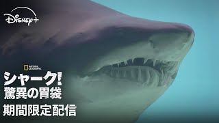 【期間限定フル公開】ナショナル ジオグラフィック 『シャーク！驚異の胃袋』｜Disney+ (ディズニープラス）