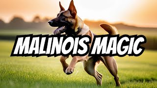 Belgian Malinois 101: Unleash the Active K9 in You!