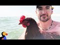 Swimming Chicken Helps Dad Cope with Losing His Best Friend - SAMMI | The Dodo