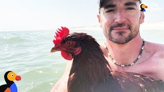 Swimming Chicken Helps Dad Cope with Losing His Best Friend  SAMMI | The Dodo