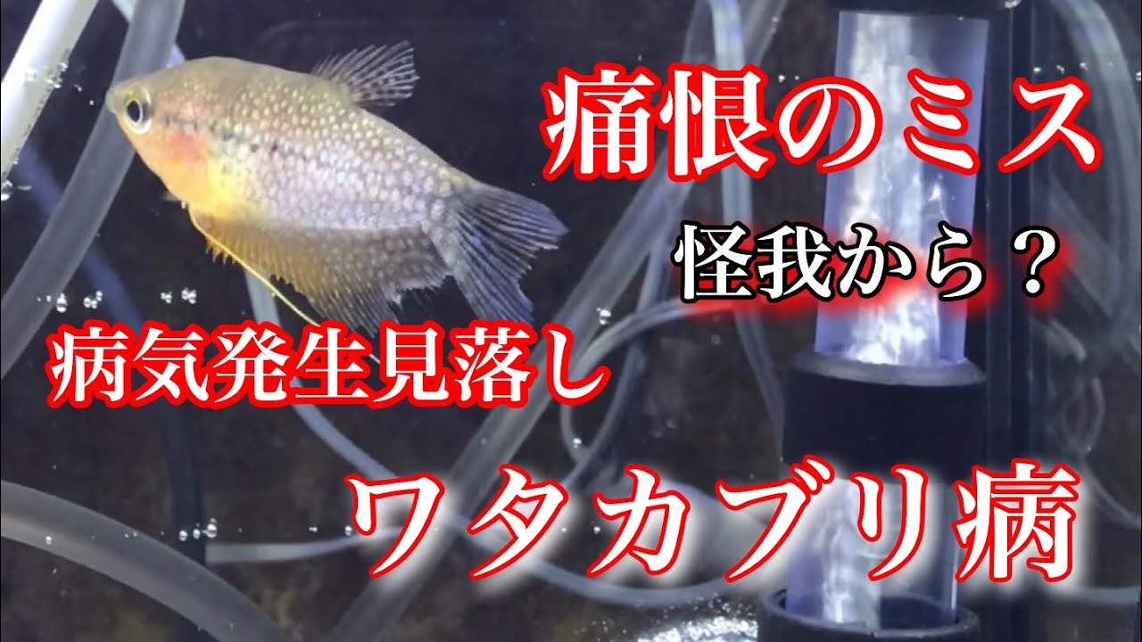 熱帯魚 グラミーが綿かぶり病になりました Tank Aquarium アクアリウム Shrimp Youtube