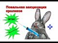 Повальная вакцинация кроликов