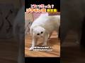 どれで笑った?😂 #おもしろ動画 #面白集 #おもしろ #funny #ねこ動画 #ねこおもしろ動画