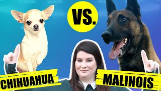 CHIHUAHUA VS BELGIAN MALINOIS