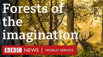 Under the Canopy: Forests of folktale and imagination - BBC World Service