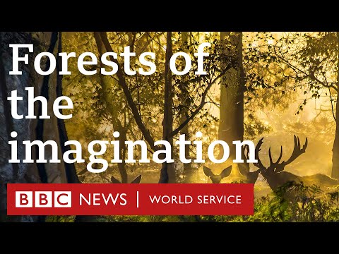 Video: Life Under The Canopy Of The Forest