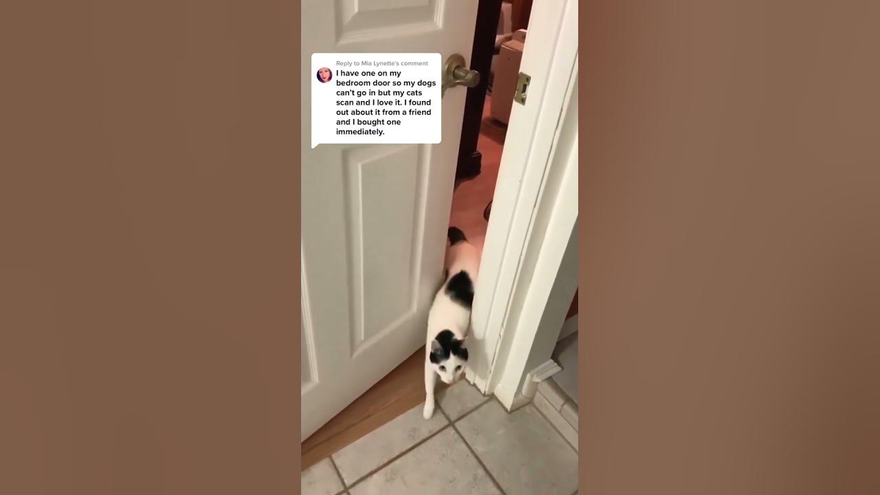 How to Stop your Cat Meowing at Closed Doors YouTube