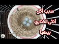 لماذا تأكل أنثى الكناري بيضها وماهو سبب إختفاء البيض من العش