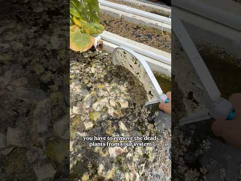 My plants died…