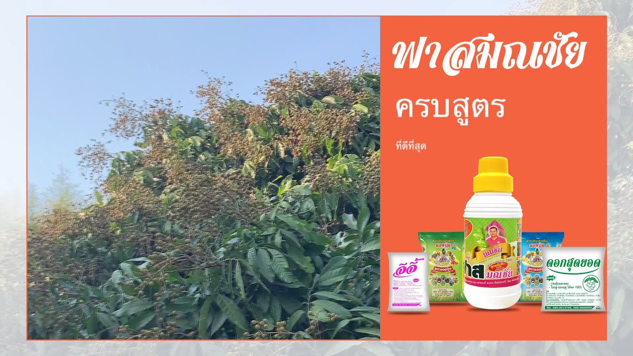 ลำไย นอกฤดู(ช่วงติดผล)ใช้ฟาสมณชัย+ยอดปุ๋ยหลายปี