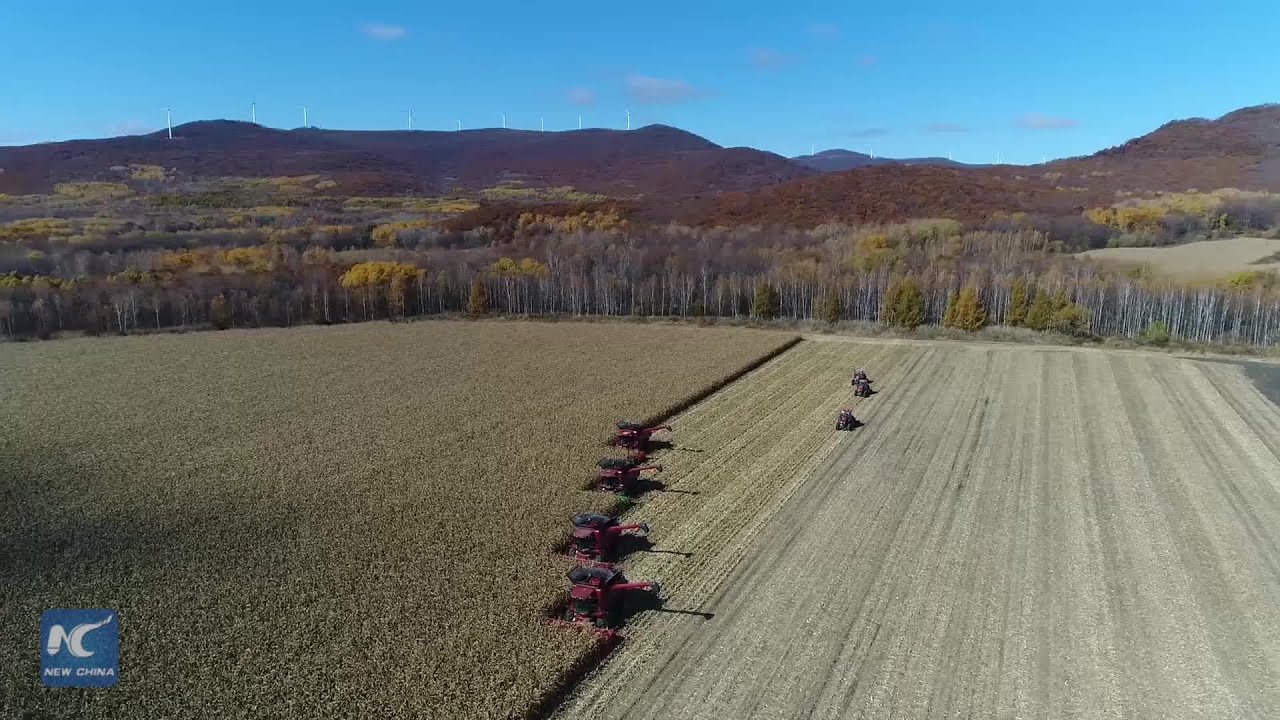China's breadbasket Heilongjiang Province expects a bumper harvest in