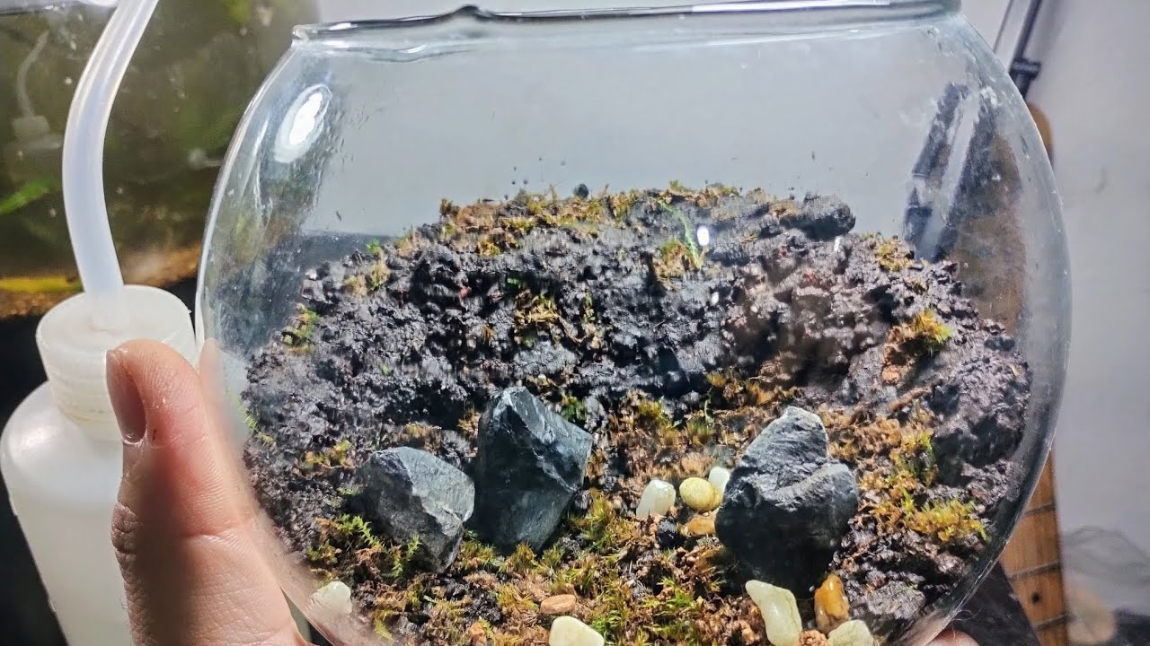 How to Make an Easy Moss Terrarium - Terrariums from Scratch - YouTube
