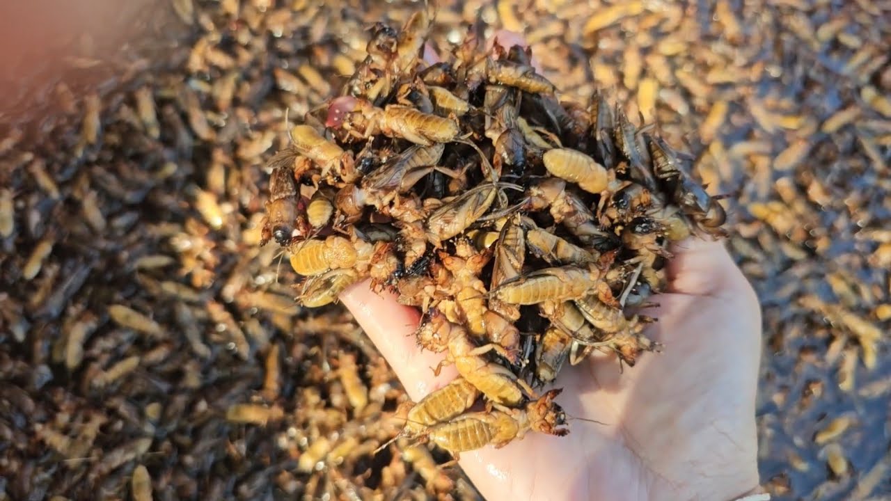 วันนี้แมงกะชอนเข้า60โลมีแต่ตัวไข่ๆตัวใหญ่ๆเลยจ้ารอบนี้สวยมาก/9 มีนาคม ค.ศ. 2026