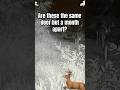 What do you think? Same? Or different?? #deer #archery #outdoors #whitetailhunt #whitetaildeer