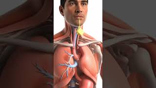 Er Inside Stomach Shocking Visual