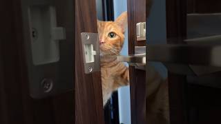 Tiger Is Really Unpredictable