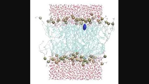 Benzene permeation of a lipid bilayer