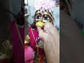Amar gopal krishna vlog bengali family bangla