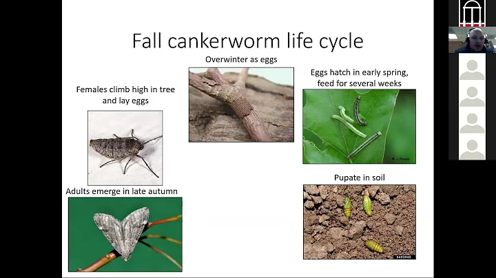 Insect and Fungal Pests in Urban Trees with Dr. Da...