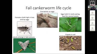 Insect and Fungal Pests in Urban Trees with Dr. David Coyle