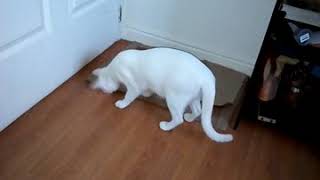 Cay And The Praying Mantis