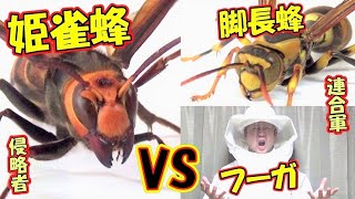 リメイク版 ヒメスズメバチvsアシナガバチ 人間連合軍 Youtube リメイク版 ヒメスズメバチvsアシナガバチ 人間連合軍 Youtube