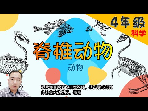 【脊椎动物】| 【动物 PART 2/2】4年级 | KSSR | TSLAU