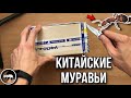 РАСПАКОВКА ПОСЫЛКИ С  МУРАВЬЯМИ ИЗ КИТАЯ // AntKeeper