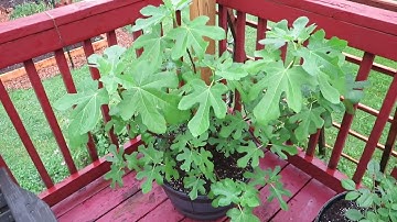 How to Overwinter Potted Fig Trees
