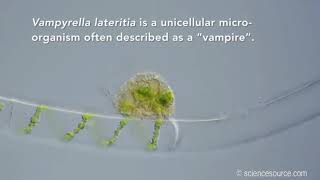 Vampire amoeba full conception video
