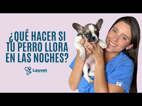 QUE HACER SI MI CACHORRO LLORA EN LAS NOCHES - Lauvet hqdefault
