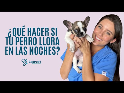 Video: ¿Mi cachorro llorará toda la noche?