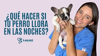 QUE HACER SI MI CACHORRO LLORA EN LAS NOCHES  Lauvet