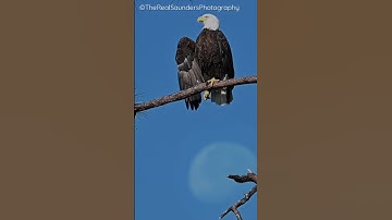The Eagle and The Moon 🌕🦅! 🎥11/12/2022 #eagle #baldeagle #therealsaundersphotography #trsp