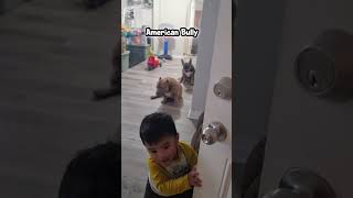 American Bully KamamawVlog