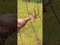 Deer gets stuck in wire।हिरण तार में फंस गया#africa #shortvideo #shorts 🦌🐺