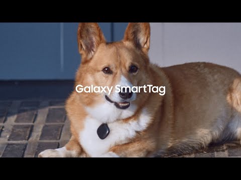 Galaxy SmartTag: Tüylü Arkadaşınızı Takip Edin | Samsung