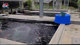 Binnenkijken Bij Dainichi Koi Farm Honderden Grand Champions