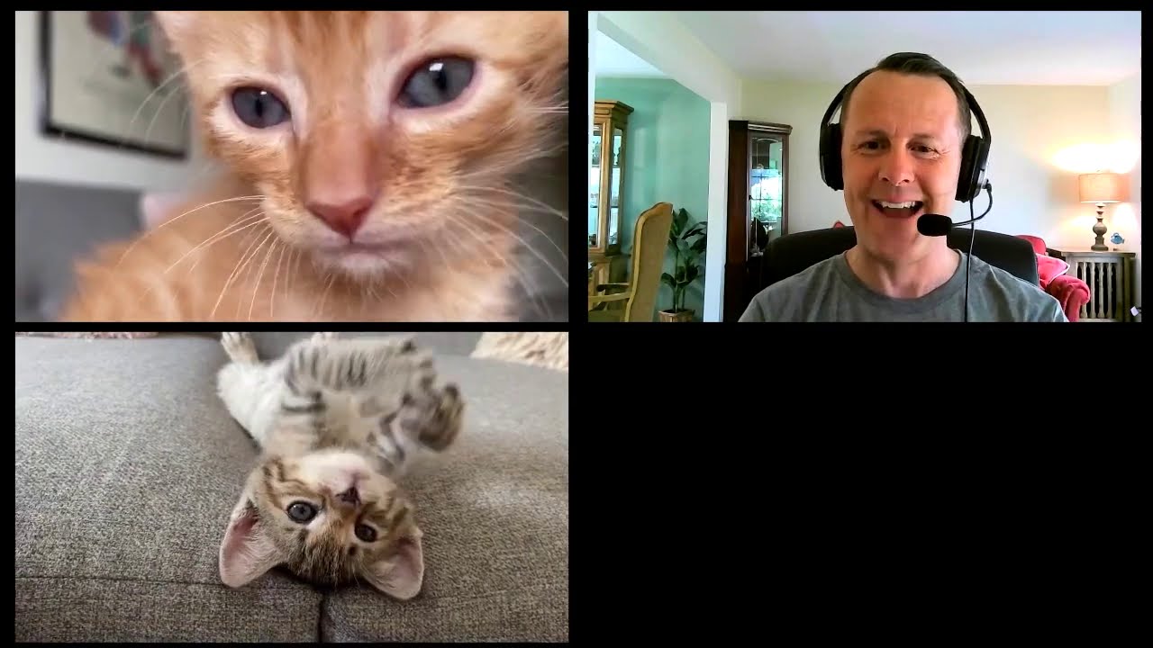 FURst Impressions: hilarious zoom call with kittens - YouTube