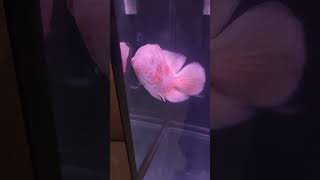 Our Fishes! /\ #fish #fypシ #viral #arowana #pleco #channa #paradise #corydoras #albinooscar