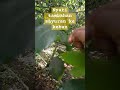 nyari tambahan sayuran ke kebun